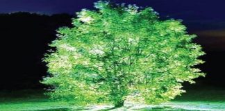 MIT: plantas que brillan podrían sustituir a las farolas