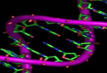 Nanorobots de ADN habitarán en el cuerpo para sanarlo